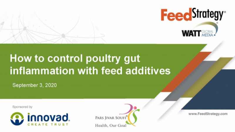 Webinar: Controlling Chronic Inflammation With Feed Additives
