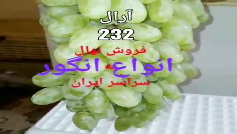 خرید و فروش انواع نهال انگور در آرال نهال میاندوآب.09143812014برجعلی خوش منش.091