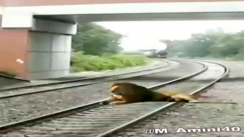 راننده روانی قطار یک شیر روی ریل قطار را در هند زیر گرفت