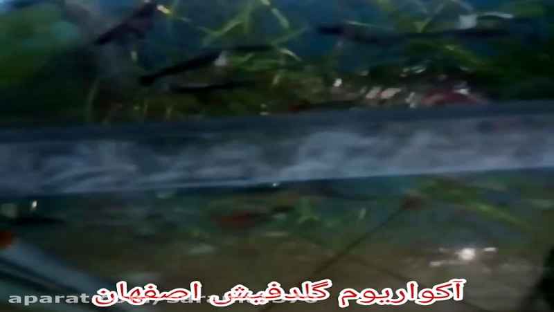 ماهی آکواریوم گلدفیش اصفهان