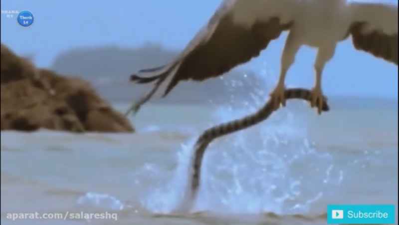 فیلم ترسناک حیات وحش عقاب ها جدید | طرز شکار ترسناک عقاب مارگیر از آب رودخانه HD
