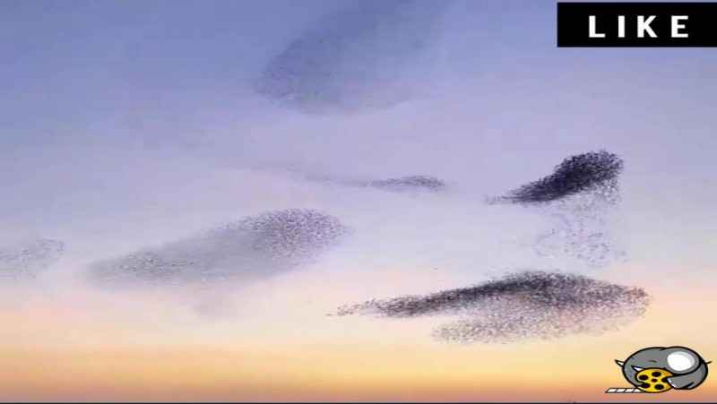 تا حالا جمعیت پرندگان را به این زیبایی دیده بودی؟