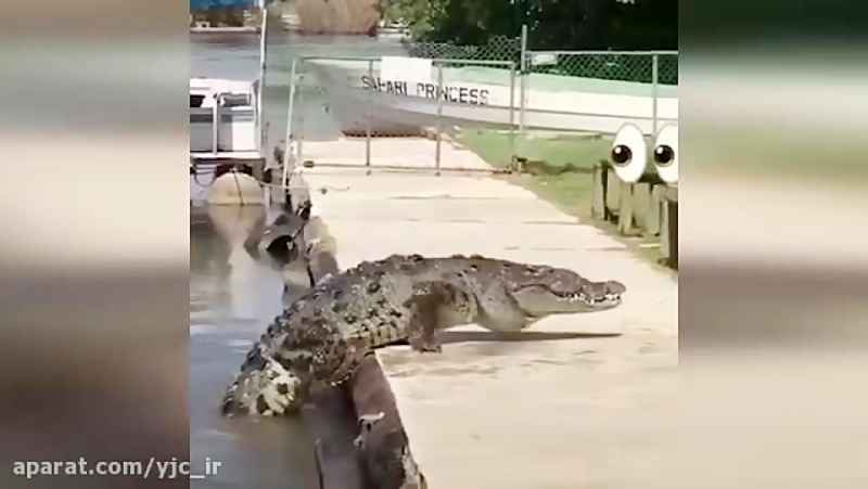 غافلگیر شدن صیادان پس از بیرون آمدن ناگهانی تمساح از آب