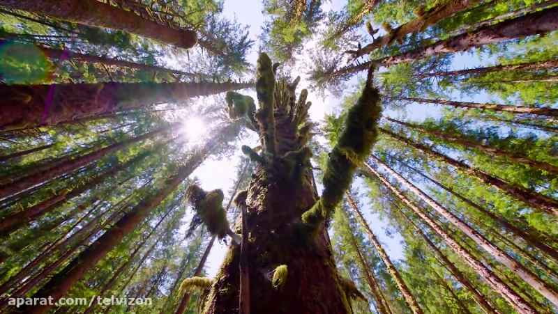 سه ساعت ویدیوی آرامش بخش از اعماق جنگل بکر | (ریلکسیشن در طبیعت 36)