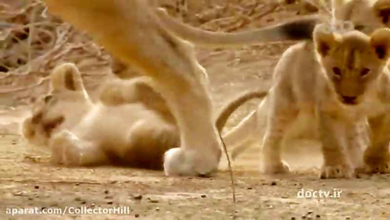 مستند حیات وحش شکارچیان آفریقا بخش 3 دوبله فارسی