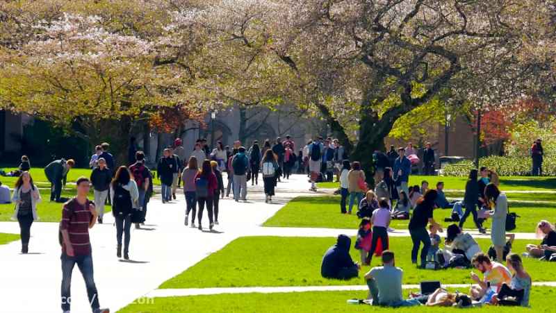 ویدیوی آرامش بخش از طبیعت زیبای محوطه دانشگاه واشنگتن | (ریلکسیشن در طبیعت 19)
