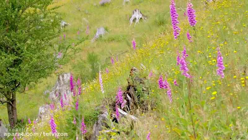 سه ساعت ویدیو از گلهای وحشی در دامنه کوه | (ریلکسیشن در طبیعت 136)