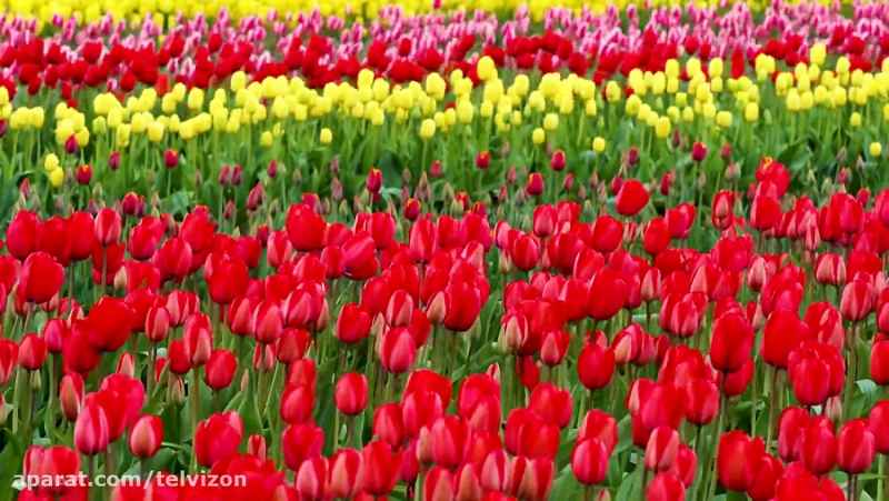 دو ساعت ویدیو از دشت گلهای رنگارنگ و زیبا | (ریلکسیشن در طبیعت 137)