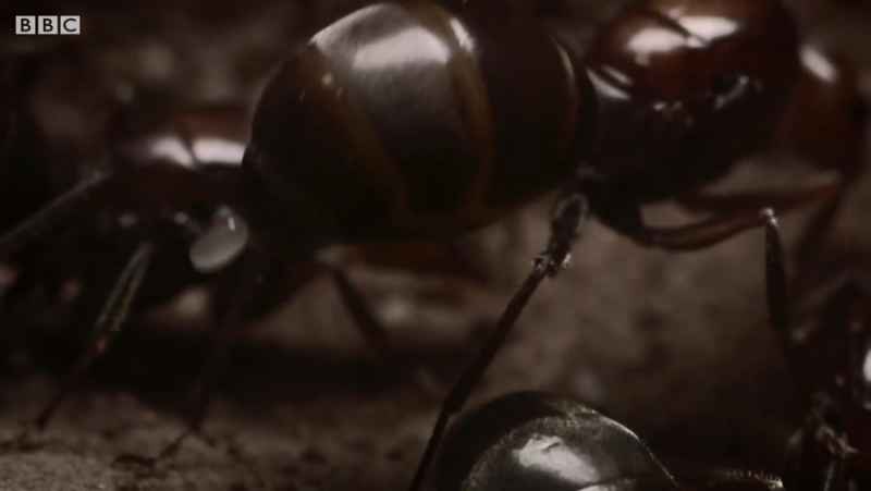 مستند حیات وحش زندگی جادویی مورچه ها