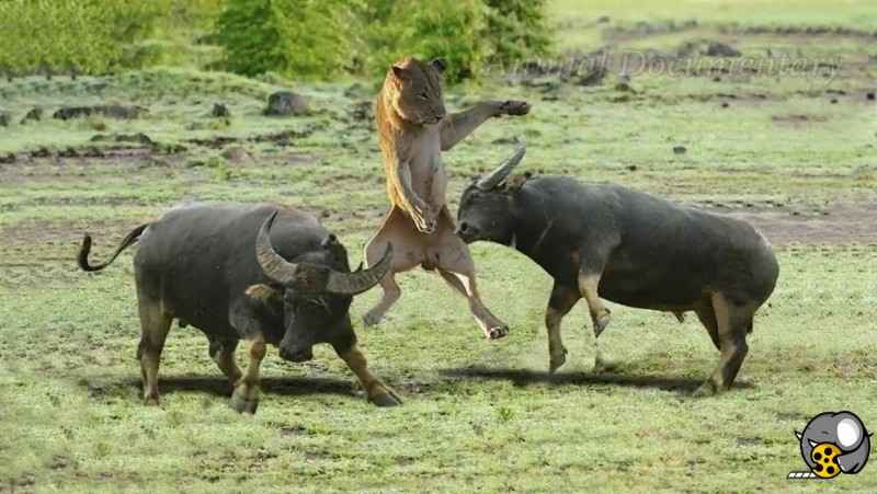 جنگ گاومیش ها و شیرها برای بقای