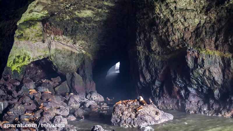 سه ساعت ویدیو از شیرهای دریایی در یک غار | (ریلکسیشن در طبیعت 178)