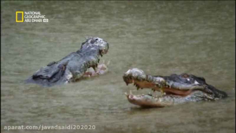 مبارزه دو تمساح برای تمساح ماده/Documentary/الوثایقیه/مستند/شبکه AD NAT GEO
