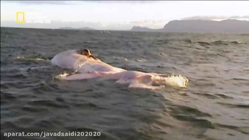 خوردن گوشت نهنگ توسط کوسه ها/Documentary/الوثایقیه/مستند/از شبکه AD NAT GEO