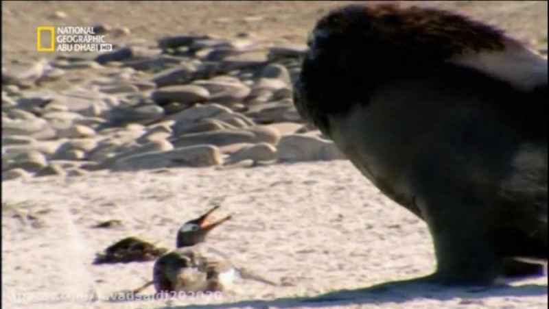 خوردن پنگوین توسط شیر دریایی2 / Documentary/الوثایقیه/مستند/از شبکه AD NAT GEO
