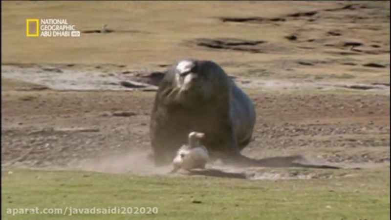 شکار پنگوین توسط شیر دریا/Documentary/الوثایقیه/مستند/از شبکه AD NAT GEO