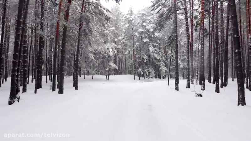 جنگل های برفی کشور اوکراین در فصل زمستان | (ریلکسیشن در طبیعت 169)