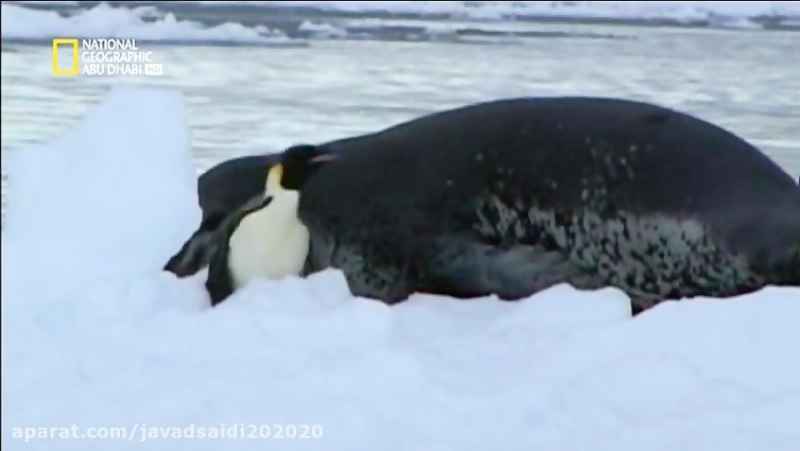 شکار شدن و خورده شدن پنگوین توسط ببر دریایی/ راز بقاء / مستند