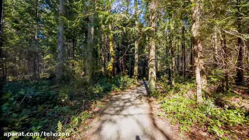 دو ساعت پیاده روی در جنگل های واشنگتن آمریکا | (ریلکسیشن در طبیعت 159)