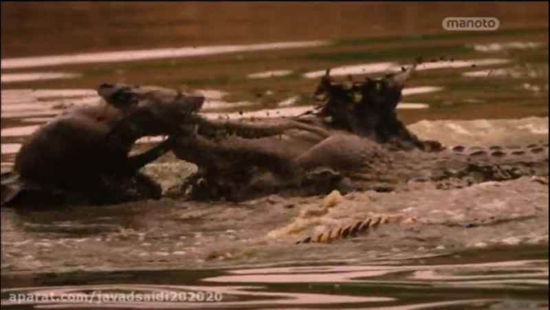 فیلمی زیبا/ شکار شدن سگ وحشی توسط تمساح/ Documentary / وثایقیه / مستند