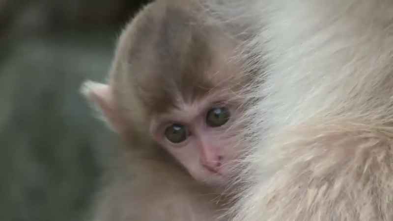 فیلم مستند پادشاهی میمون ها HD