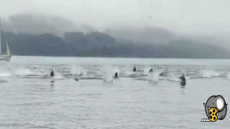 یک گلۀ 150 تایی دلفین که از دست نهنگهای قاتل به سمت ساحل