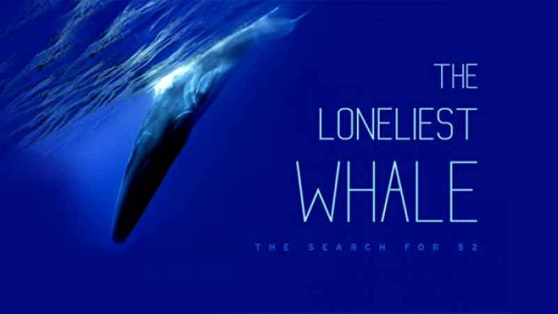 مستند آمریکایی «تنهاترین نهنگ» جستجوی نهنگ 52 هرتزی