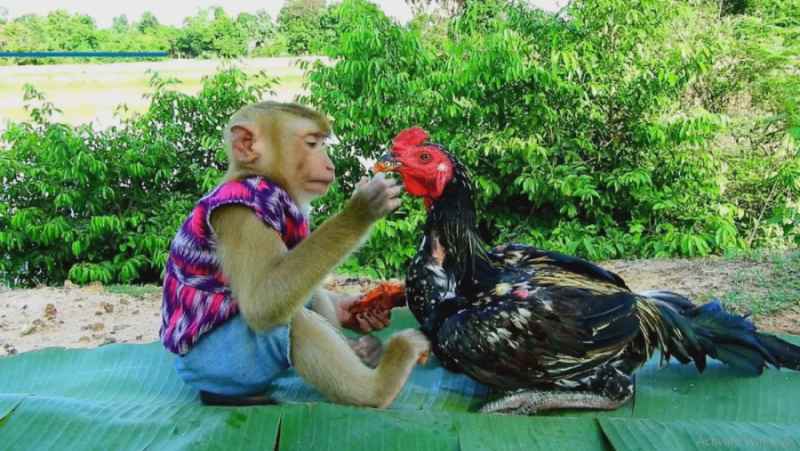 تغذیه و نگهداری مرغ توسط میمون باهوش