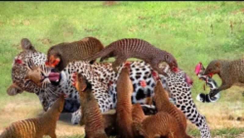 حیوانات وحشی افریقا4